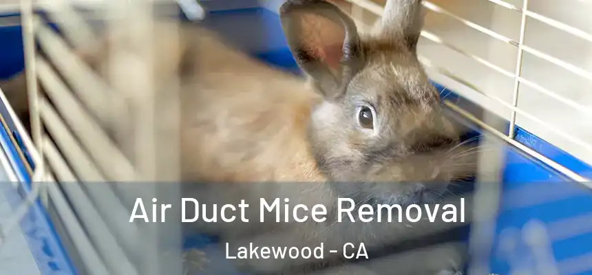 Air Duct Mice Removal Lakewood - CA